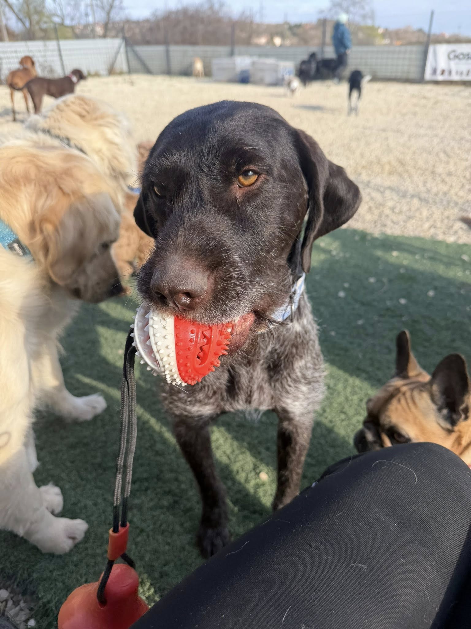 Viselkedésterápia Wanderdogs